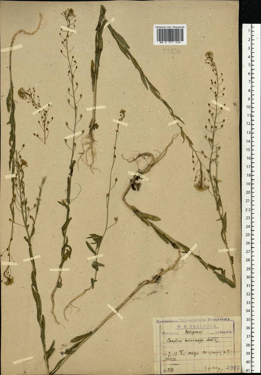 Camelina microcarpa Andrz. ex DC., Eastern Europe, North-Western region (E2) (Russia)