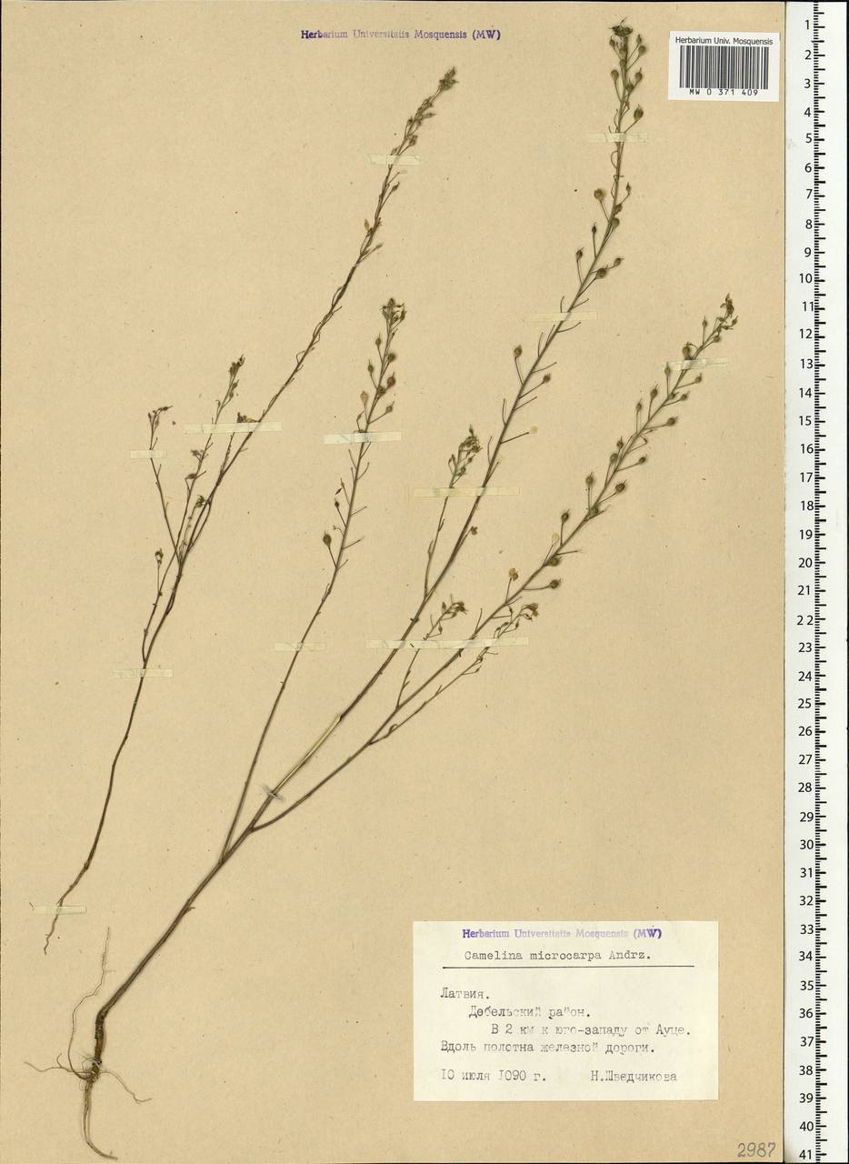 Camelina microcarpa Andrz. ex DC., Eastern Europe, Latvia (E2b) (Latvia)