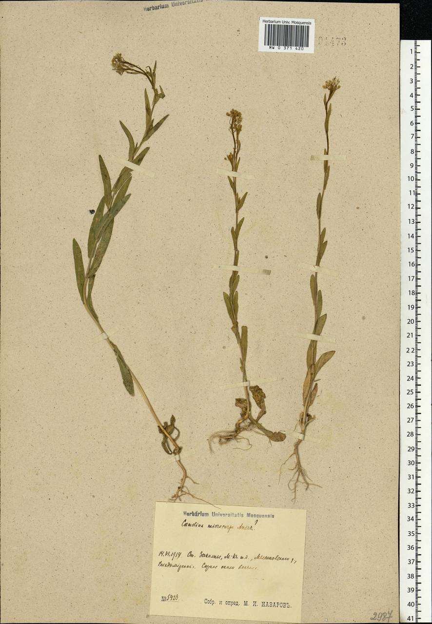 Camelina microcarpa Andrz. ex DC., Eastern Europe, Central region (E4) (Russia)