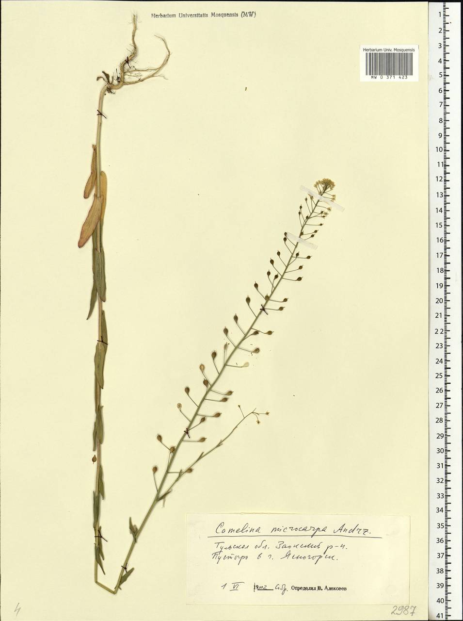 Camelina microcarpa Andrz. ex DC., Eastern Europe, Central region (E4) (Russia)