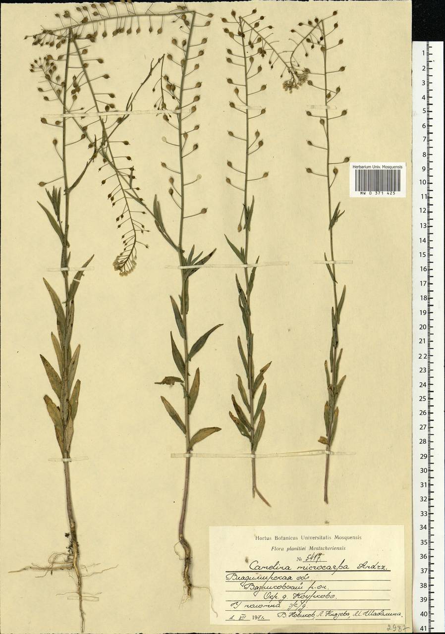 Camelina microcarpa Andrz. ex DC., Eastern Europe, Central region (E4) (Russia)