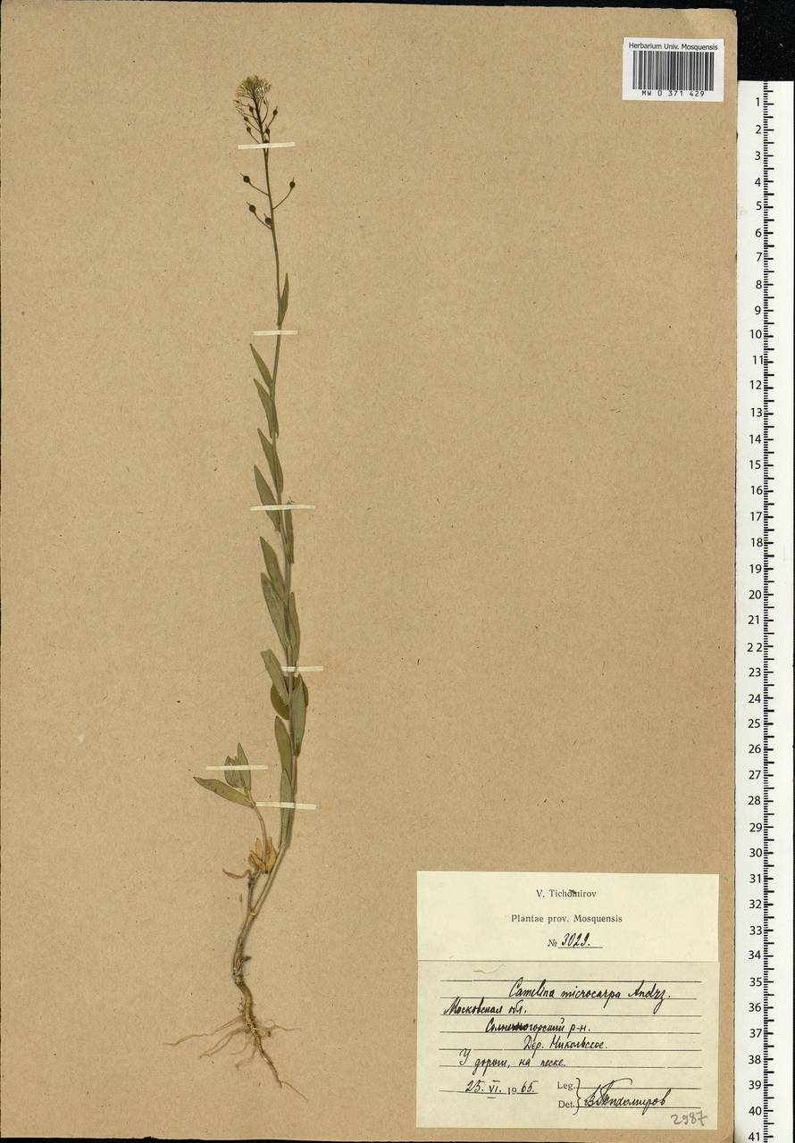 Camelina microcarpa Andrz. ex DC., Eastern Europe, Moscow region (E4a) (Russia)