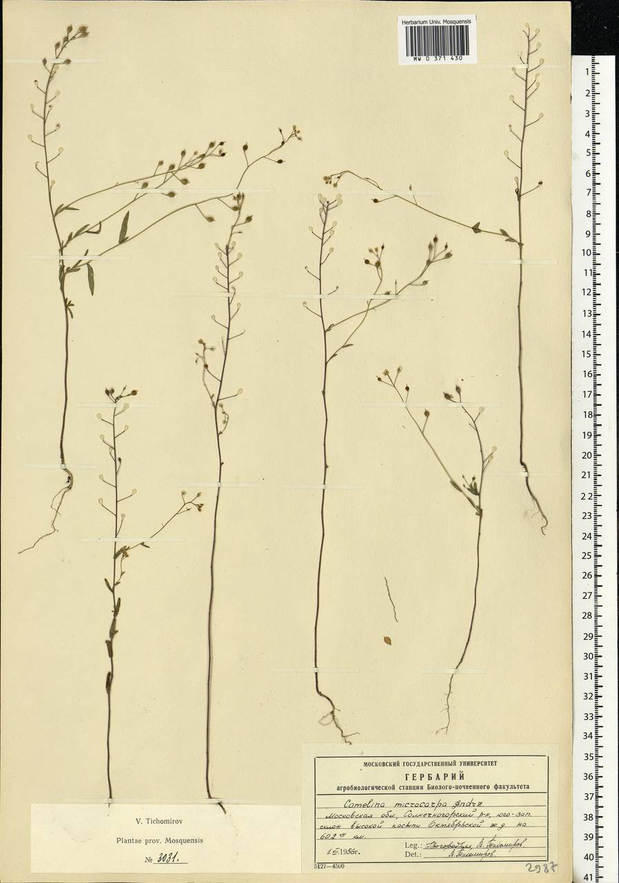 Camelina microcarpa Andrz. ex DC., Eastern Europe, Moscow region (E4a) (Russia)