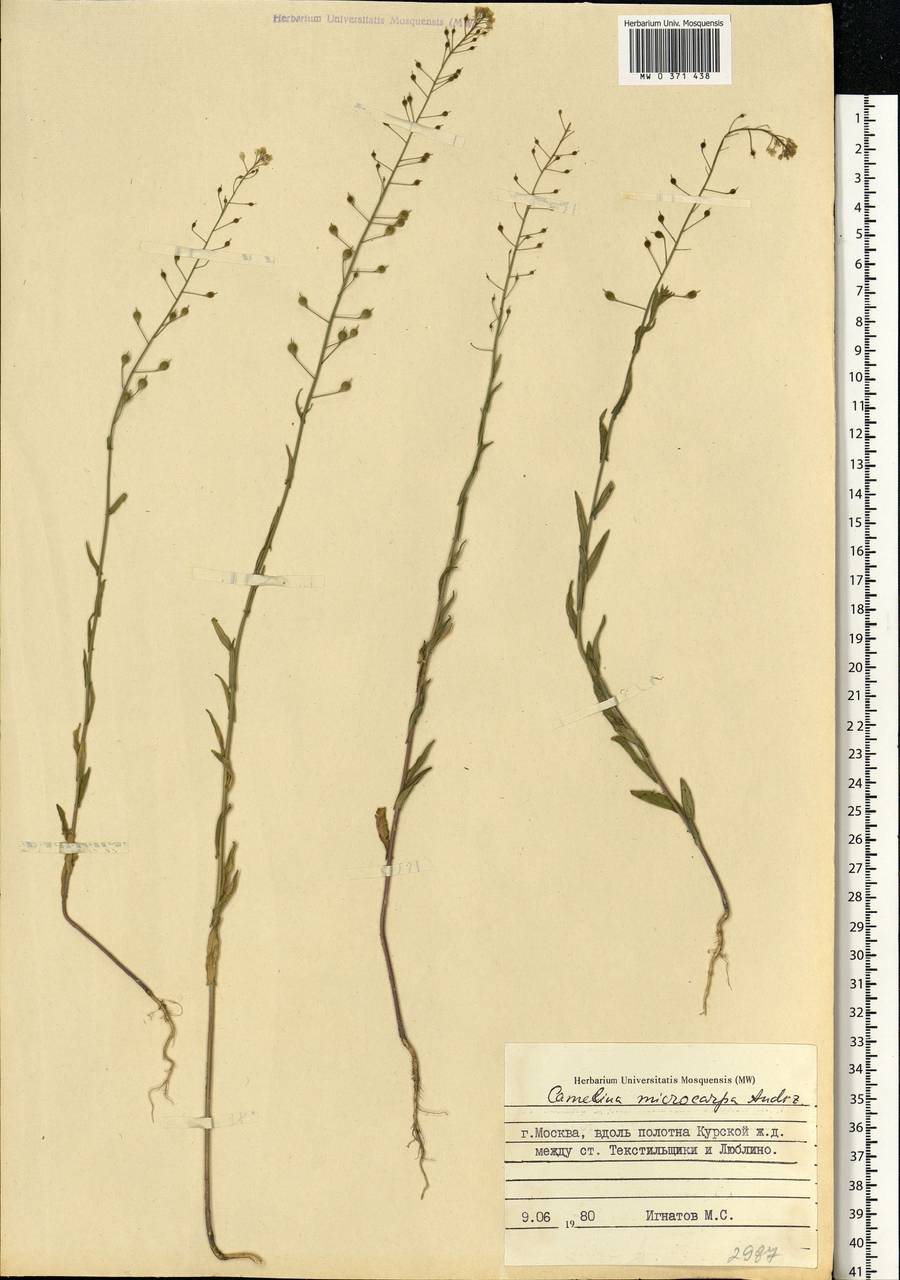 Camelina microcarpa Andrz. ex DC., Eastern Europe, Moscow region (E4a) (Russia)