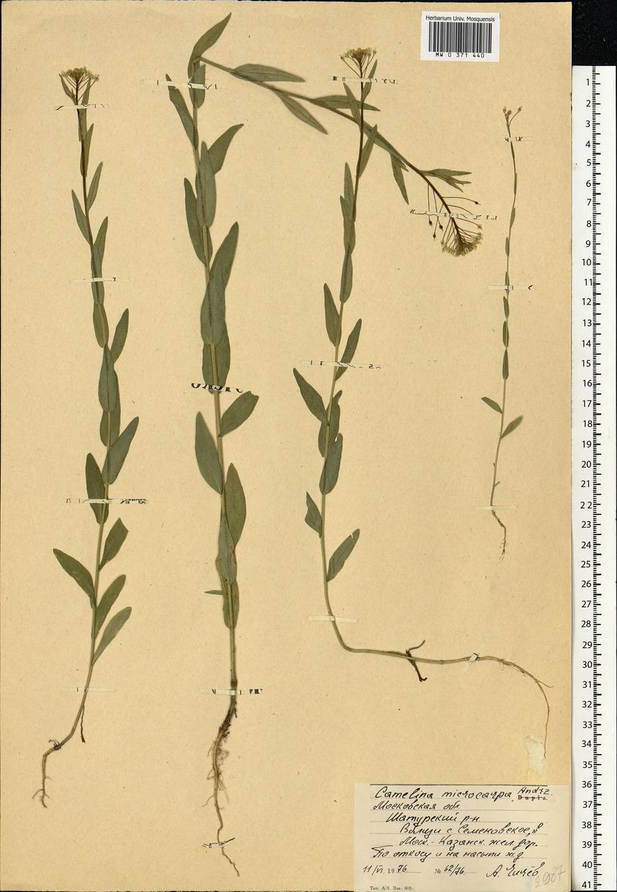 Camelina microcarpa Andrz. ex DC., Eastern Europe, Moscow region (E4a) (Russia)