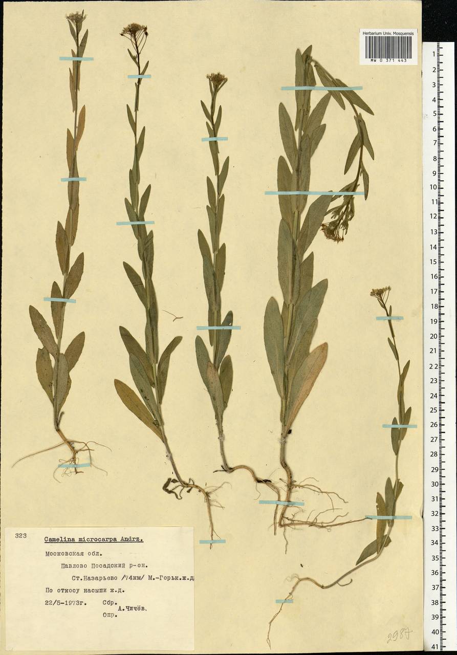 Camelina microcarpa Andrz. ex DC., Eastern Europe, Moscow region (E4a) (Russia)