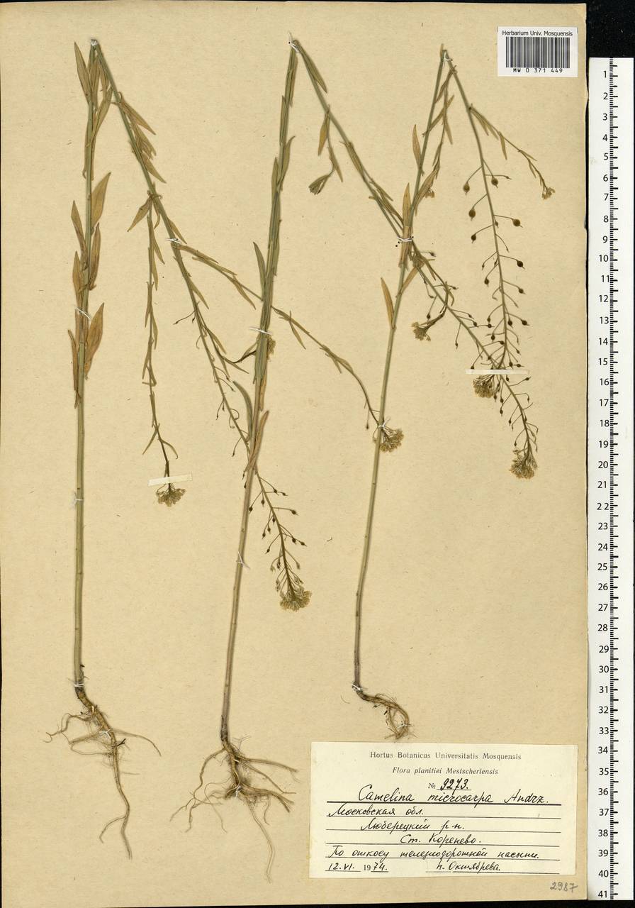 Camelina microcarpa Andrz. ex DC., Eastern Europe, Moscow region (E4a) (Russia)