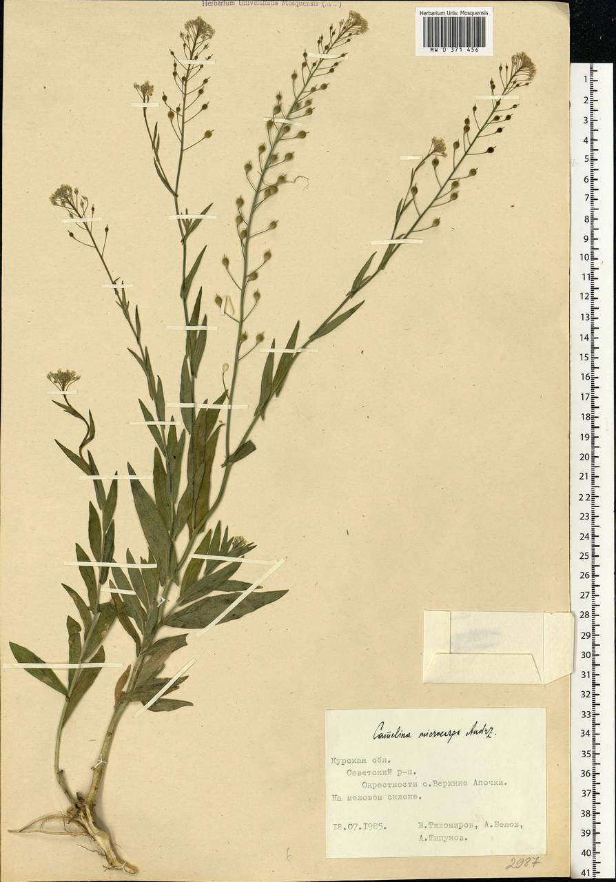 Camelina microcarpa Andrz. ex DC., Eastern Europe, Central forest-and-steppe region (E6) (Russia)