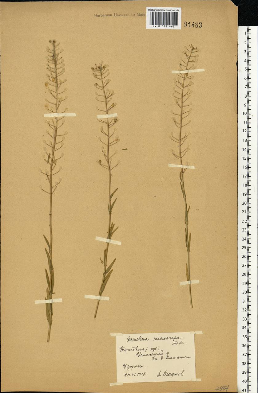 Camelina microcarpa Andrz. ex DC., Eastern Europe, Central forest-and-steppe region (E6) (Russia)