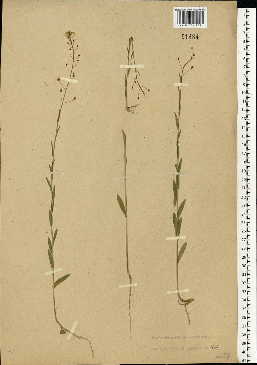 Camelina microcarpa Andrz. ex DC., Eastern Europe, Central forest-and-steppe region (E6) (Russia)