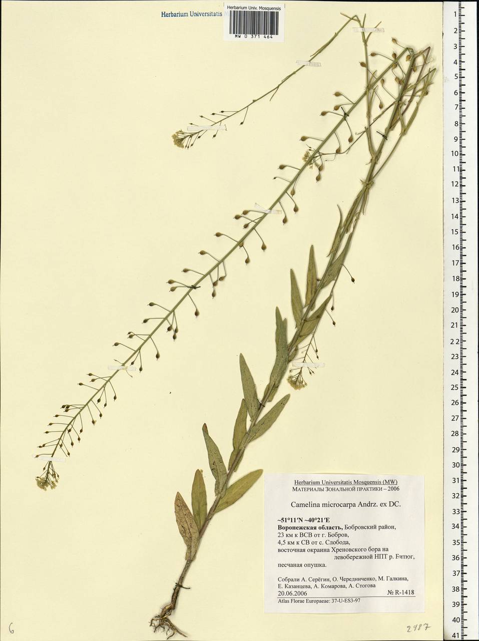 Camelina microcarpa Andrz. ex DC., Eastern Europe, Central forest-and-steppe region (E6) (Russia)