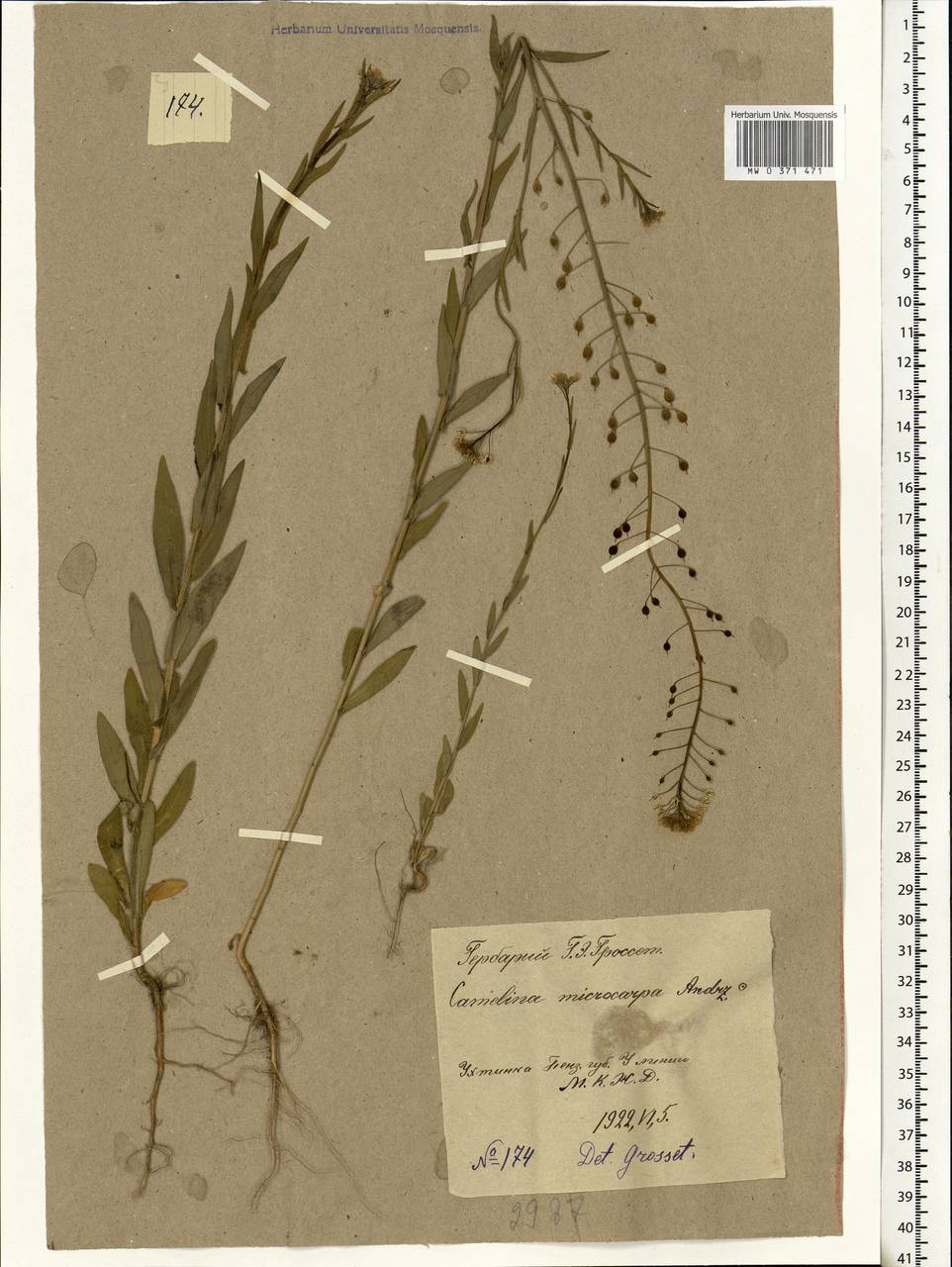 Camelina microcarpa Andrz. ex DC., Eastern Europe, Middle Volga region (E8) (Russia)
