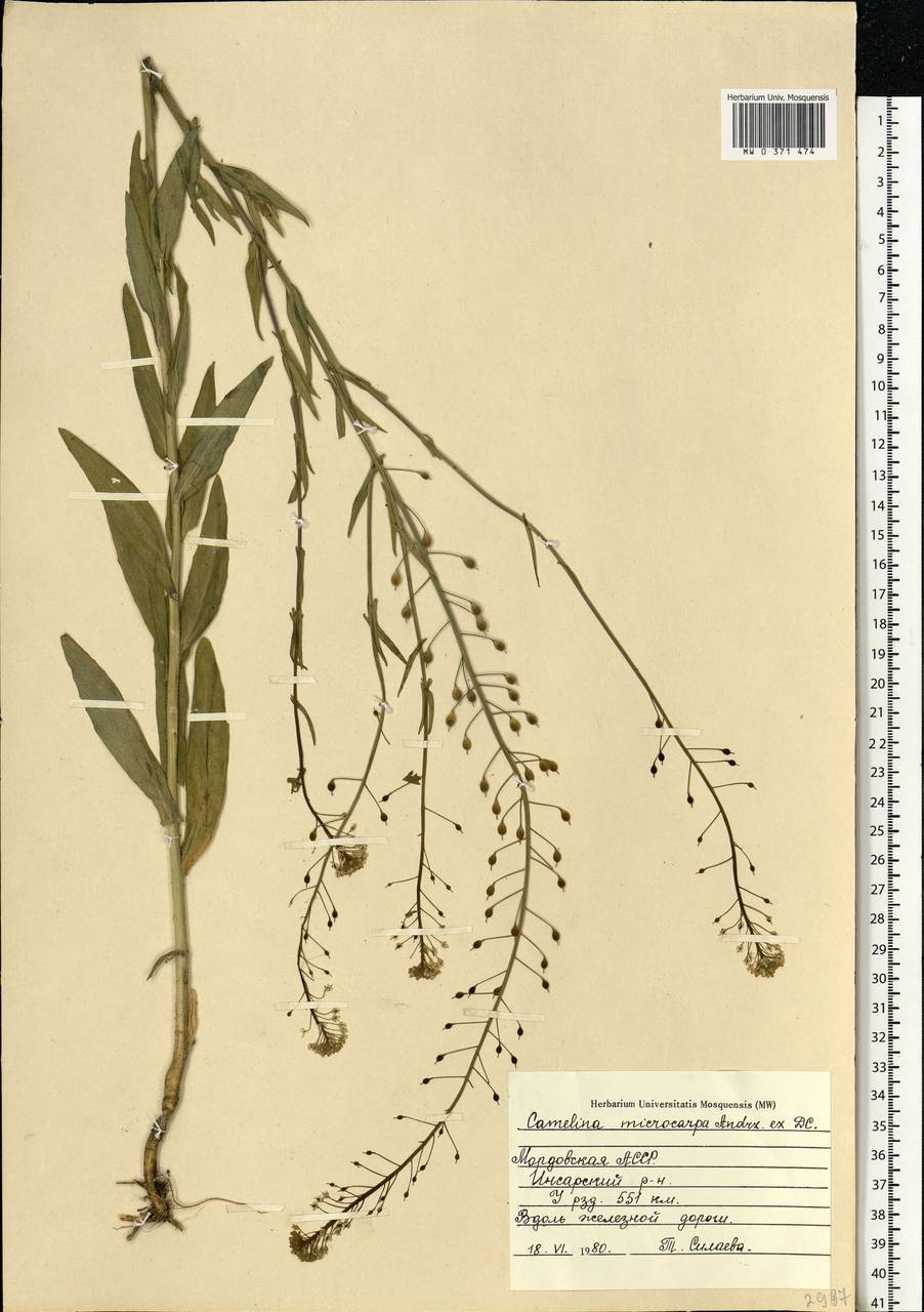 Camelina microcarpa Andrz. ex DC., Eastern Europe, Middle Volga region (E8) (Russia)