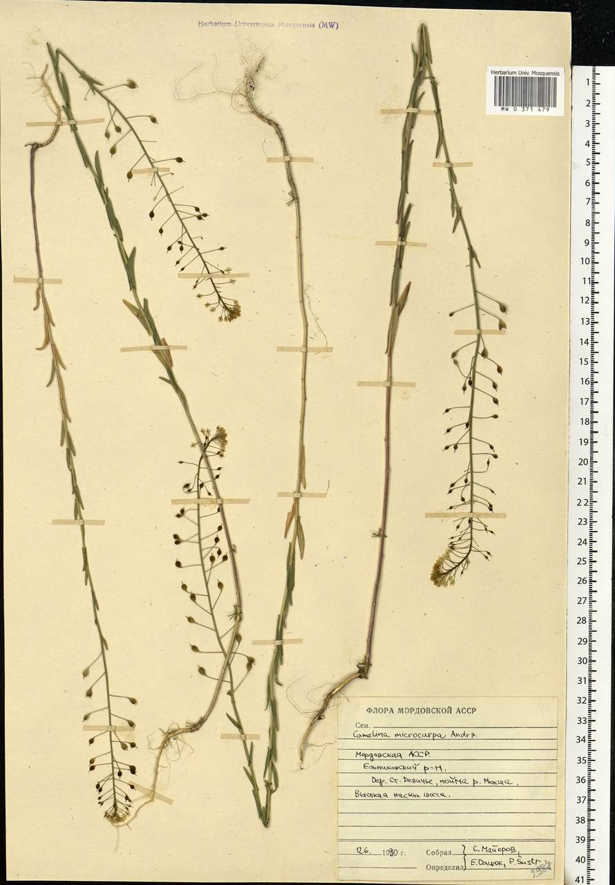 Camelina microcarpa Andrz. ex DC., Eastern Europe, Middle Volga region (E8) (Russia)