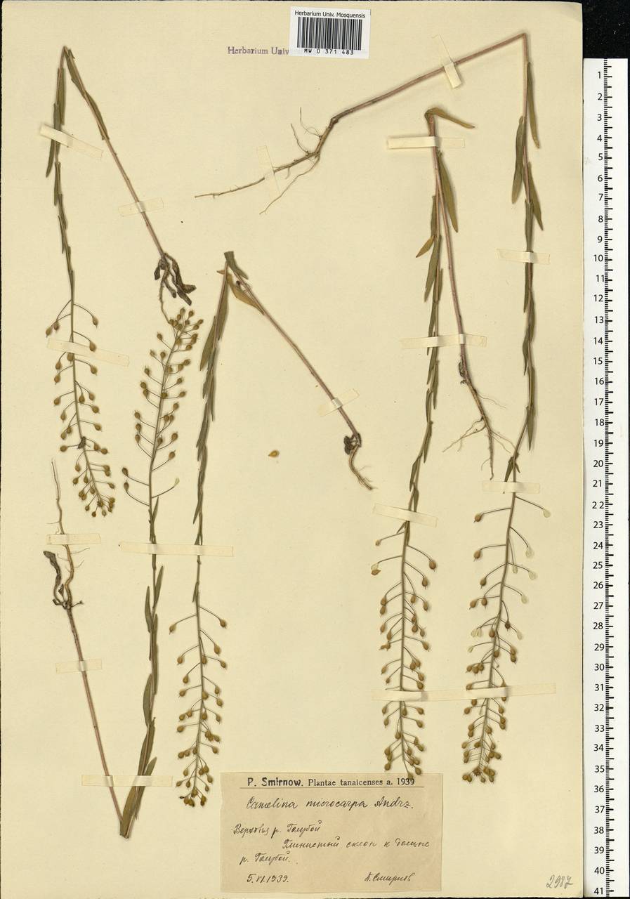 Camelina microcarpa Andrz. ex DC., Eastern Europe, Lower Volga region (E9) (Russia)
