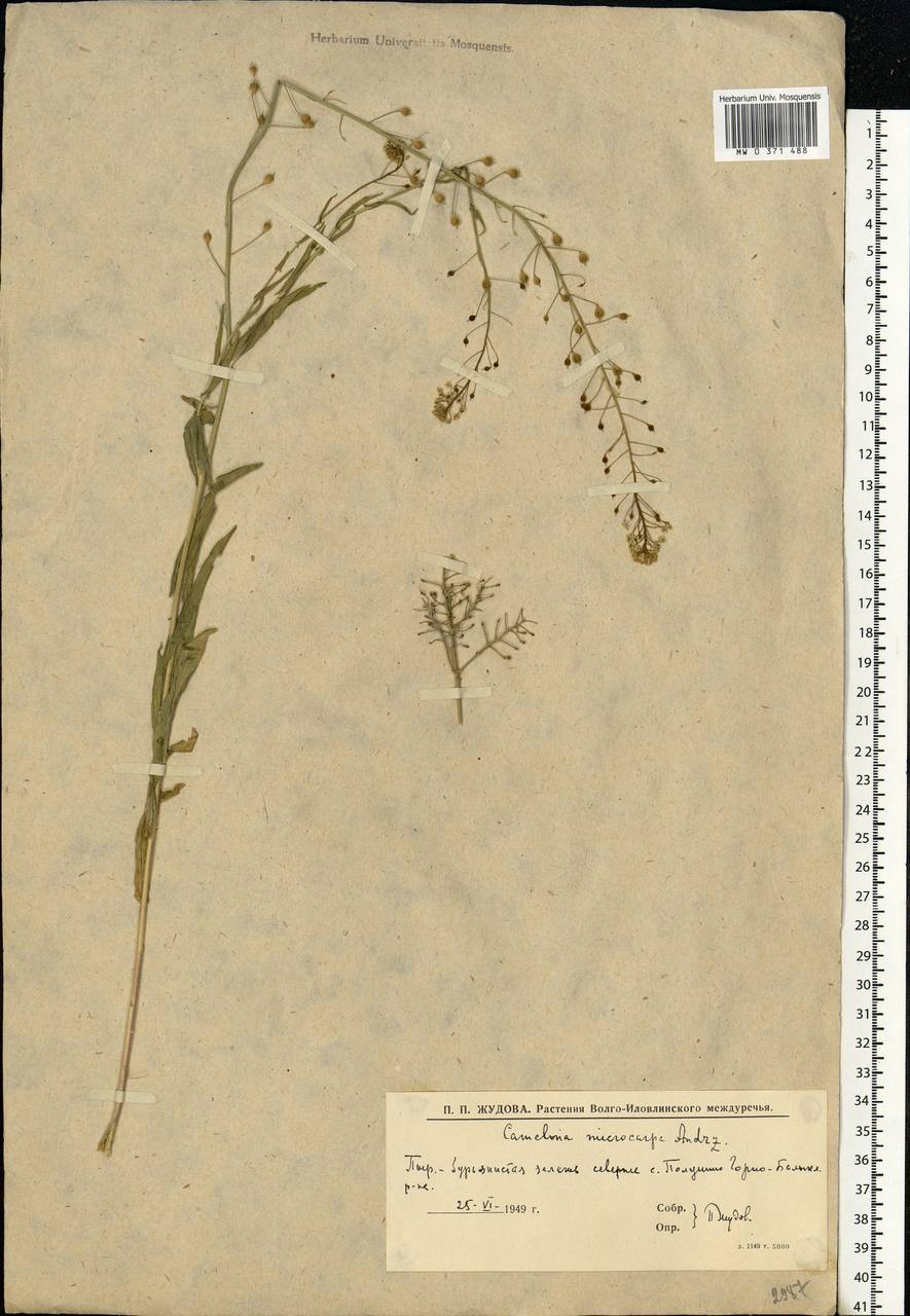 Camelina microcarpa Andrz. ex DC., Eastern Europe, Lower Volga region (E9) (Russia)