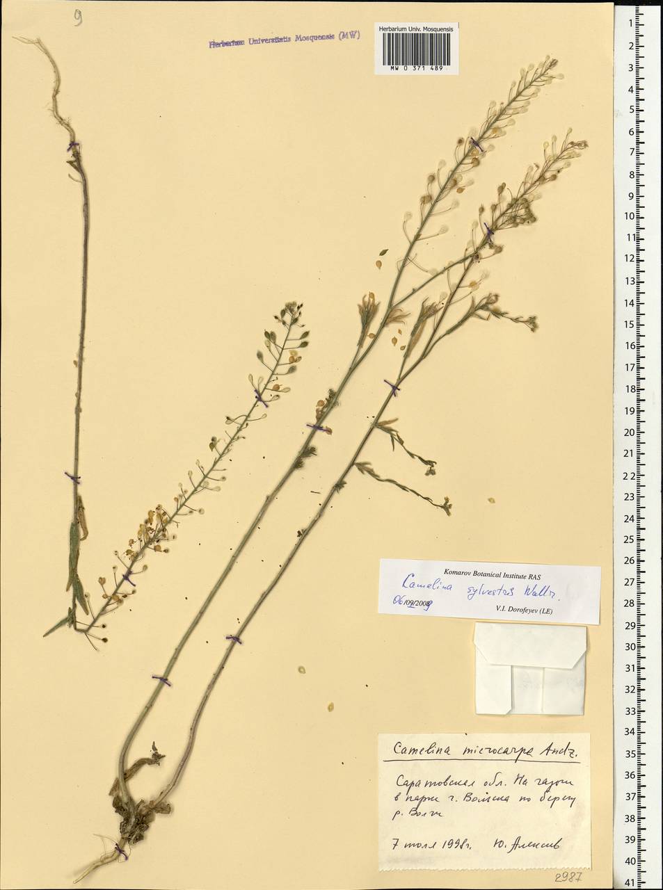 Camelina microcarpa subsp. pilosa (DC.) Jáv., Eastern Europe, Lower Volga region (E9) (Russia)