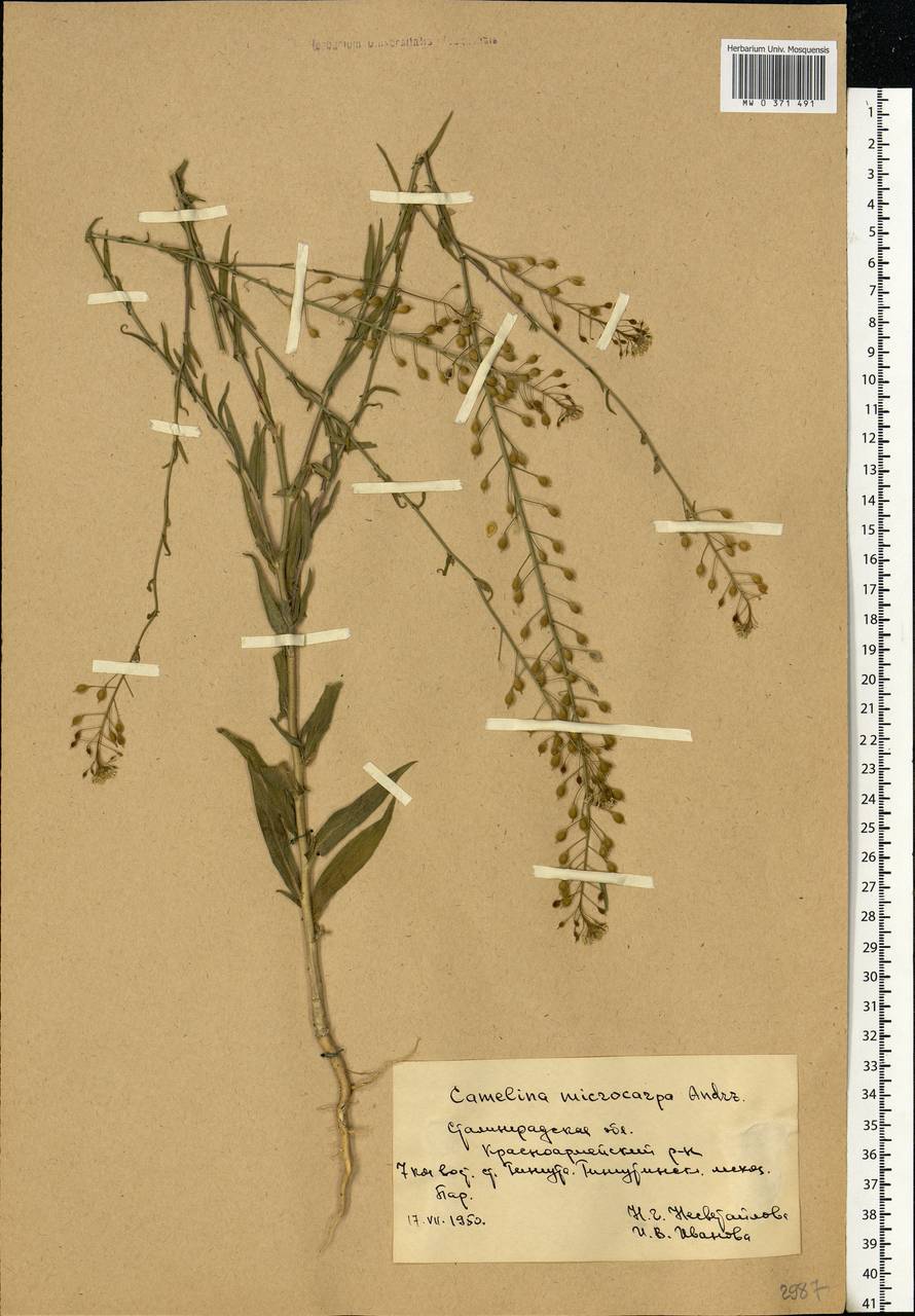 Camelina microcarpa Andrz. ex DC., Eastern Europe, Lower Volga region (E9) (Russia)