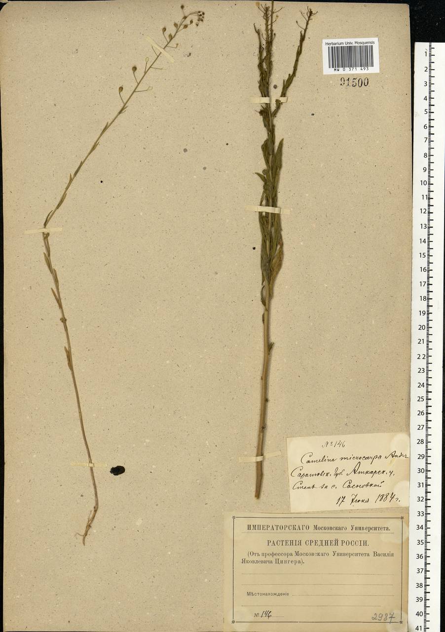 Camelina microcarpa Andrz. ex DC., Eastern Europe, Lower Volga region (E9) (Russia)