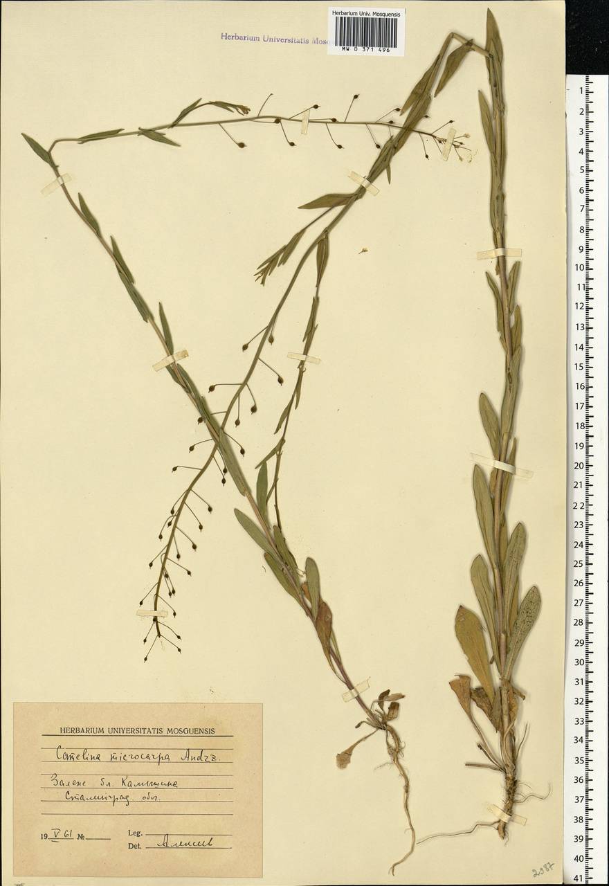 Camelina microcarpa Andrz. ex DC., Eastern Europe, Lower Volga region (E9) (Russia)