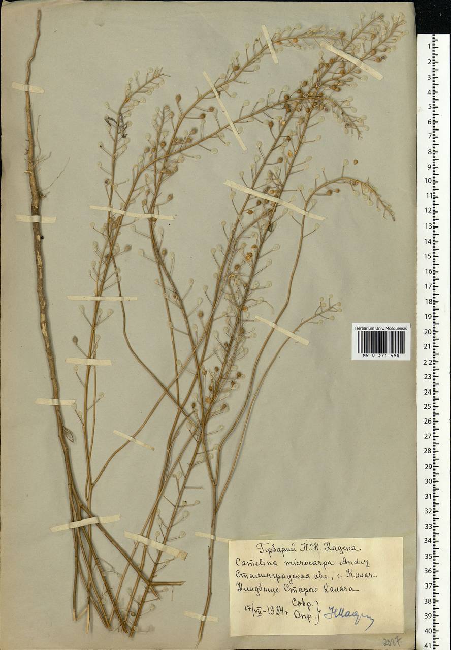 Camelina microcarpa Andrz. ex DC., Eastern Europe, Lower Volga region (E9) (Russia)