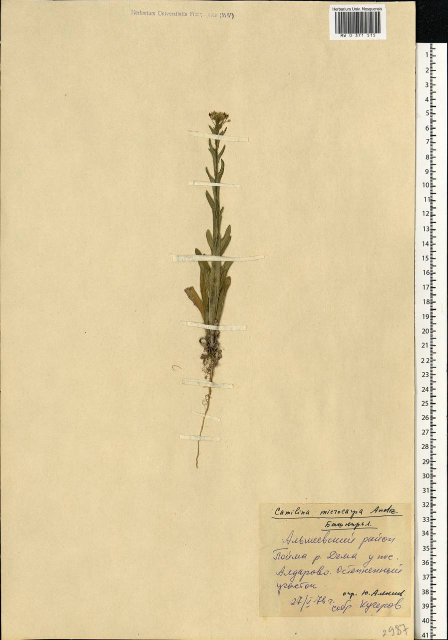 Camelina microcarpa Andrz. ex DC., Eastern Europe, Eastern region (E10) (Russia)