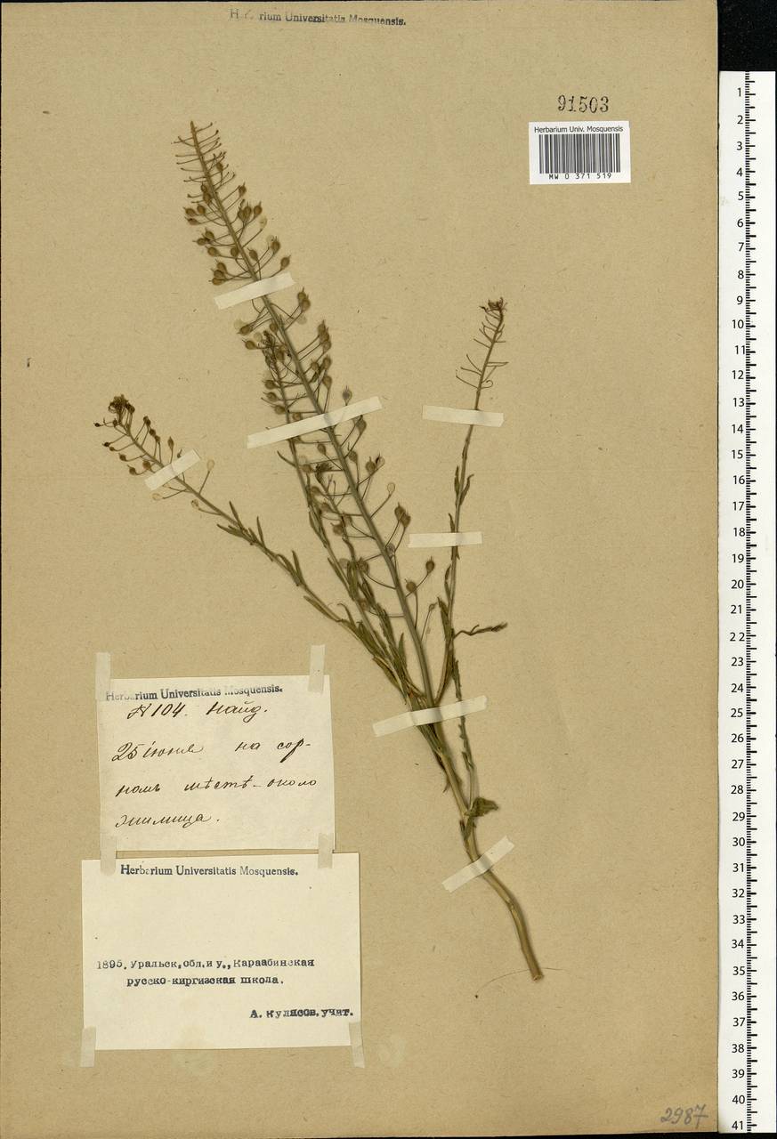 Camelina microcarpa Andrz. ex DC., Middle Asia, Caspian Ustyurt & Northern Aralia (M8) (Kazakhstan)