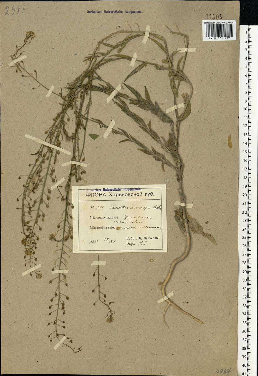 Camelina microcarpa Andrz. ex DC., Eastern Europe, South Ukrainian region (E12) (Ukraine)