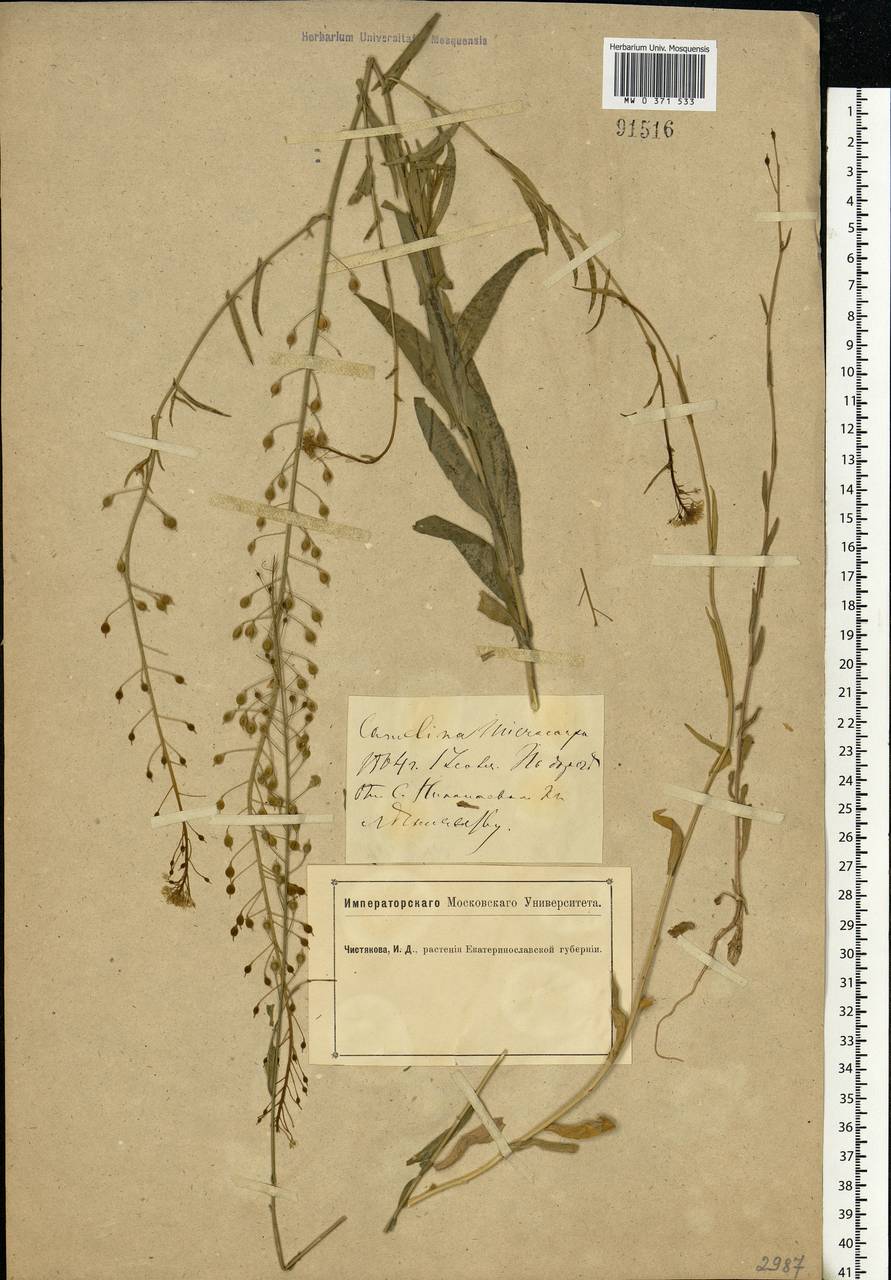 Camelina microcarpa Andrz. ex DC., Eastern Europe, South Ukrainian region (E12) (Ukraine)