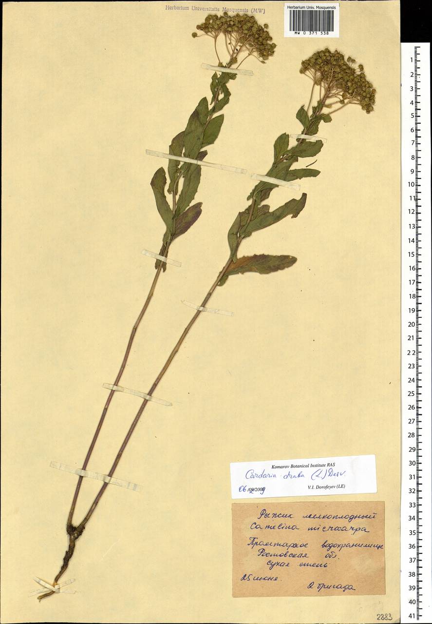 Lepidium draba L., Eastern Europe, Rostov Oblast (E12a) (Russia)