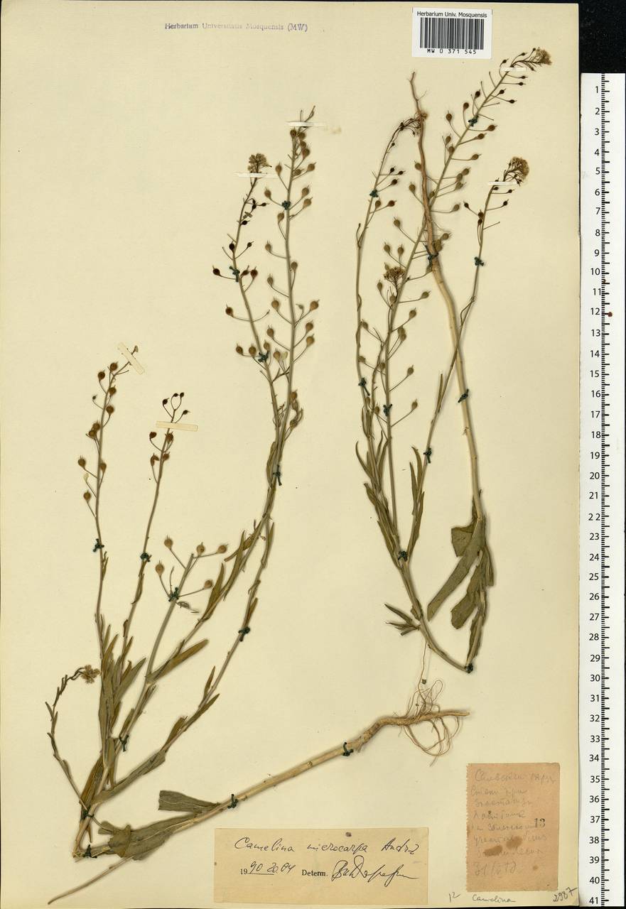 Camelina microcarpa Andrz. ex DC., Eastern Europe, Rostov Oblast (E12a) (Russia)