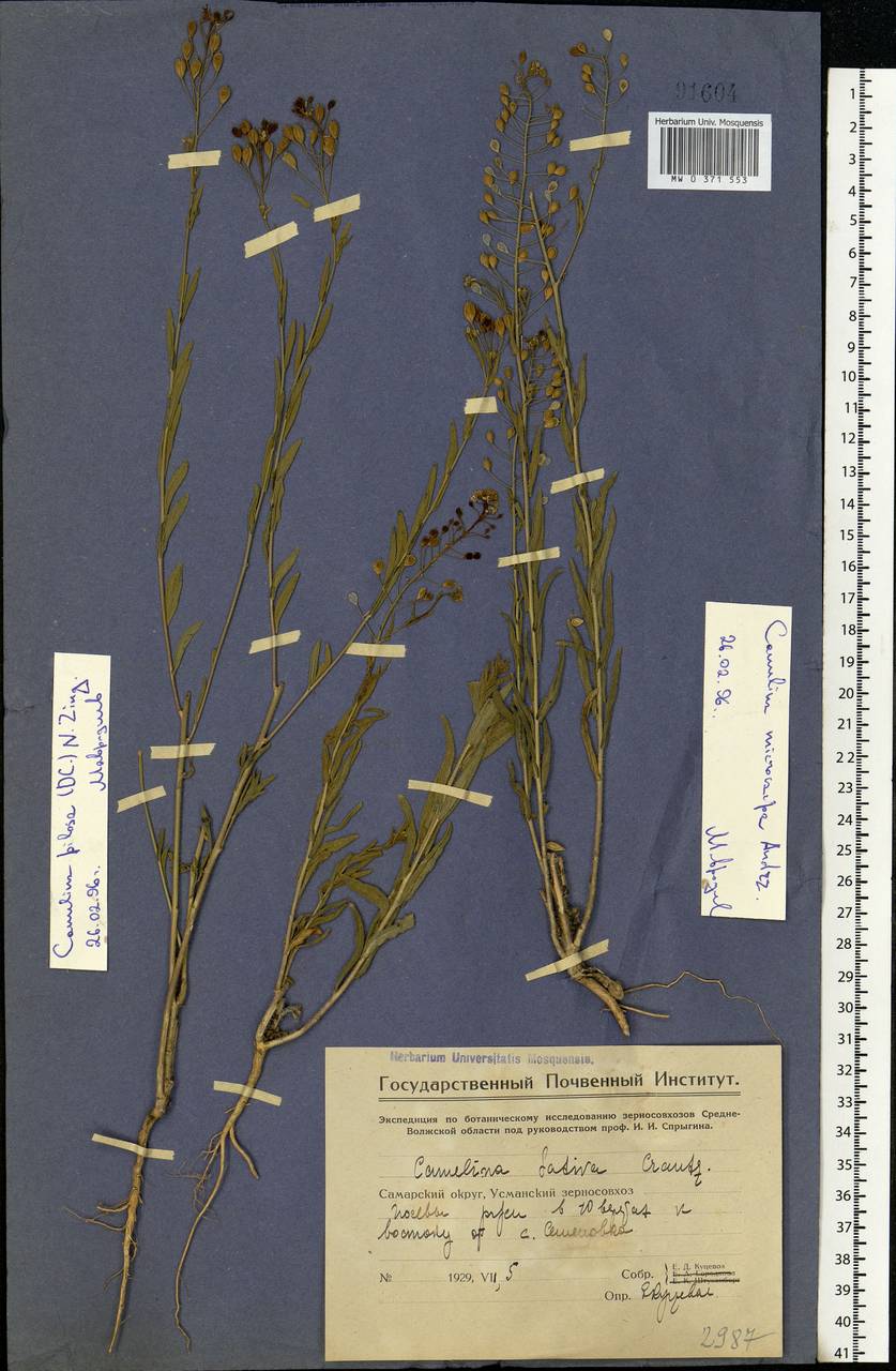 Camelina microcarpa subsp. pilosa (DC.) Jáv., Eastern Europe, Middle Volga region (E8) (Russia)