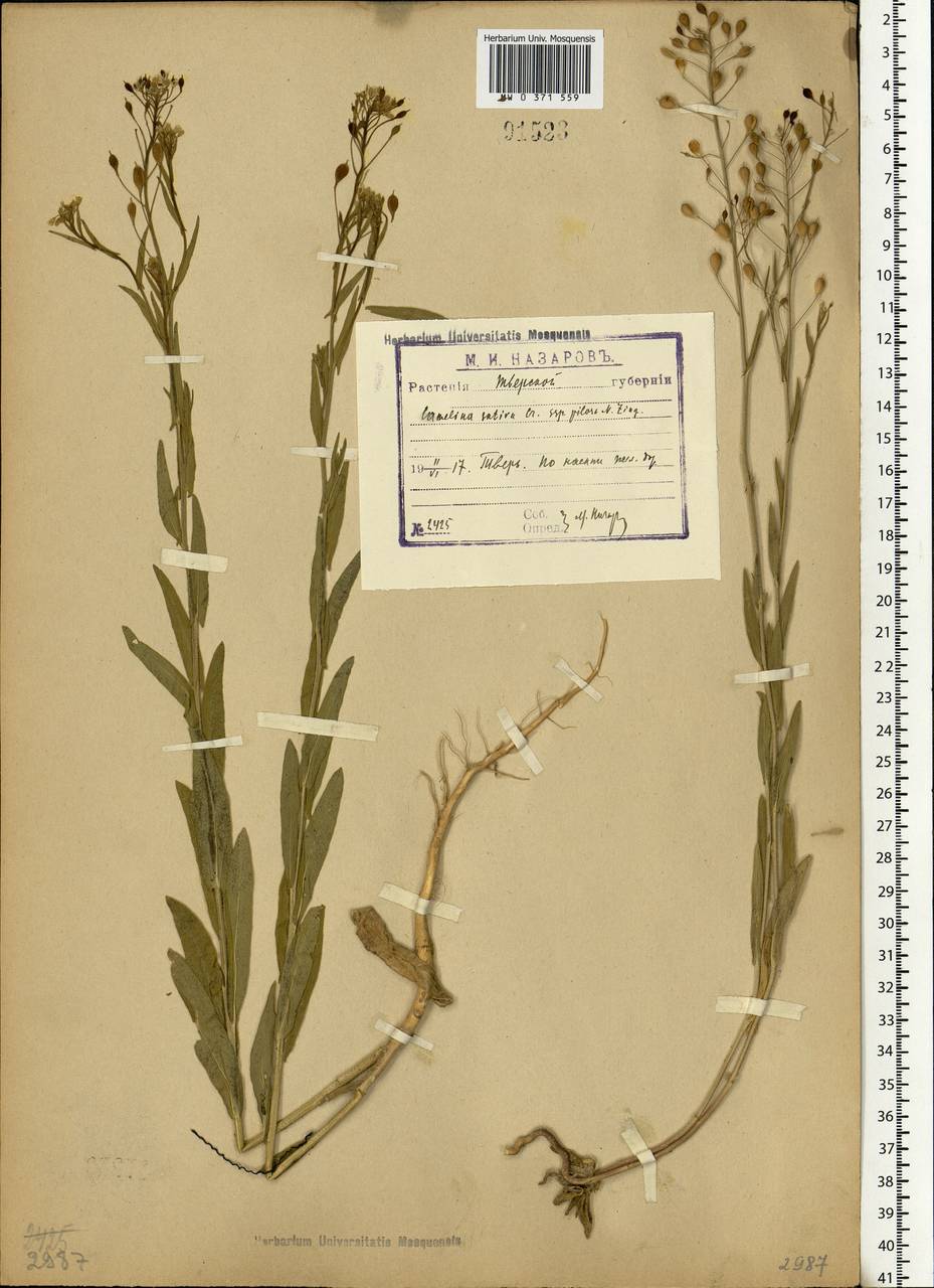 Camelina sativa (L.) Crantz, Eastern Europe, North-Western region (E2) (Russia)