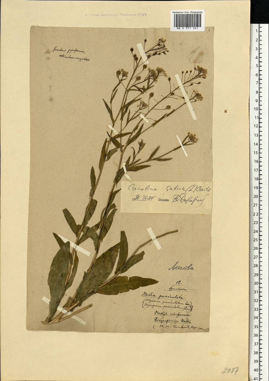 Camelina sativa (L.) Crantz, Eastern Europe, Lithuania (E2a) (Lithuania)