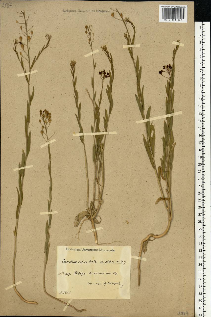 Camelina sativa (L.) Crantz, Eastern Europe, North-Western region (E2) (Russia)