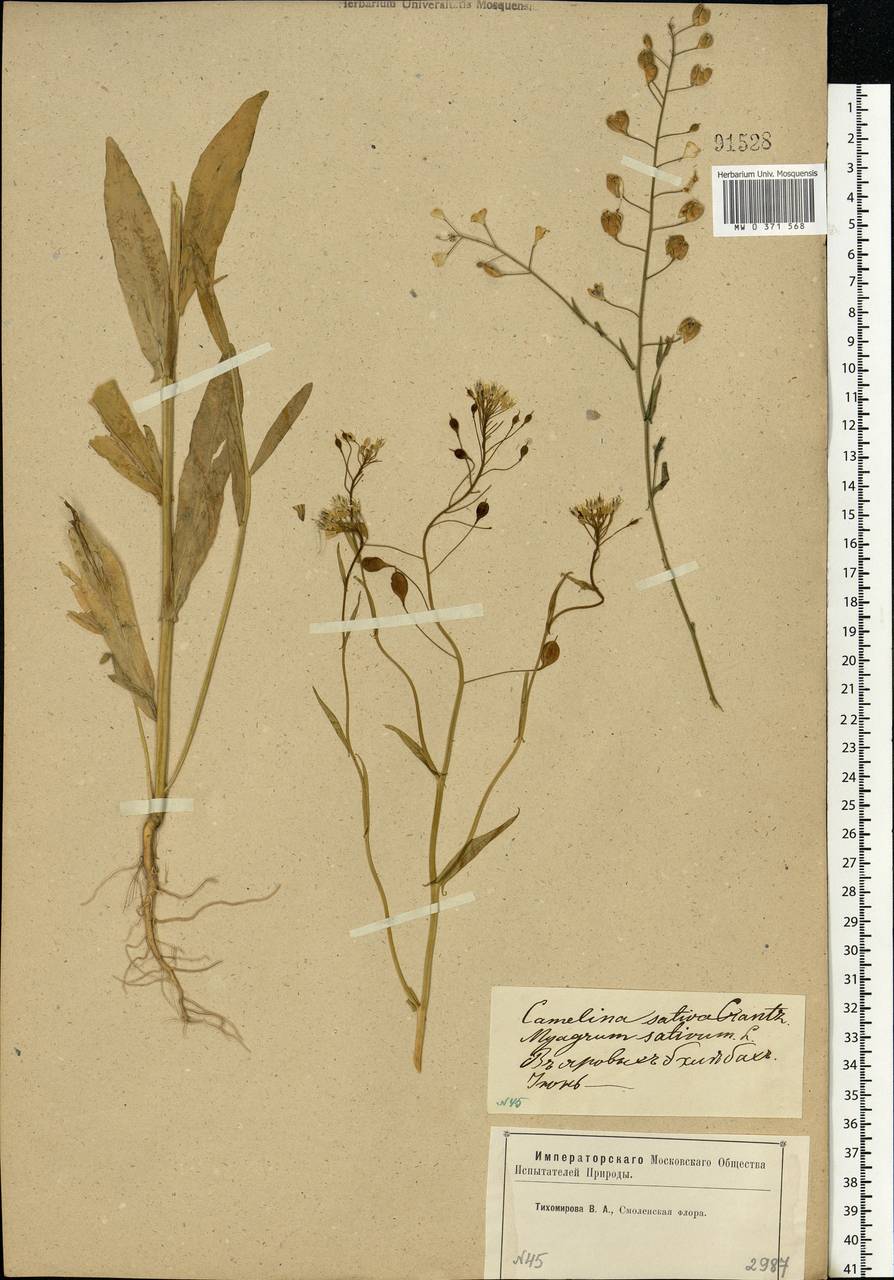 Camelina sativa (L.) Crantz, Eastern Europe, Western region (E3) (Russia)