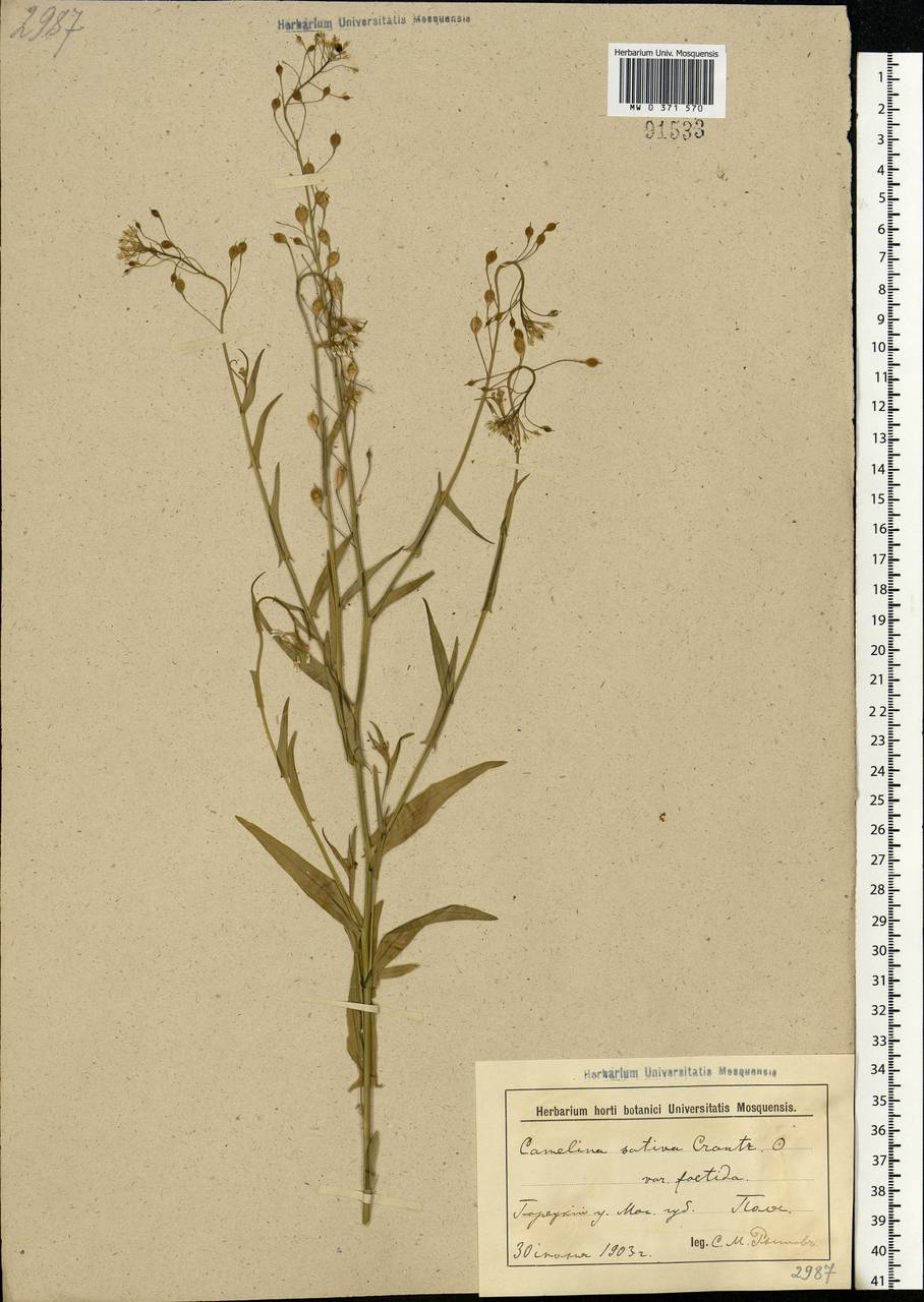 Camelina sativa (L.) Crantz, Eastern Europe, Belarus (E3a) (Belarus)