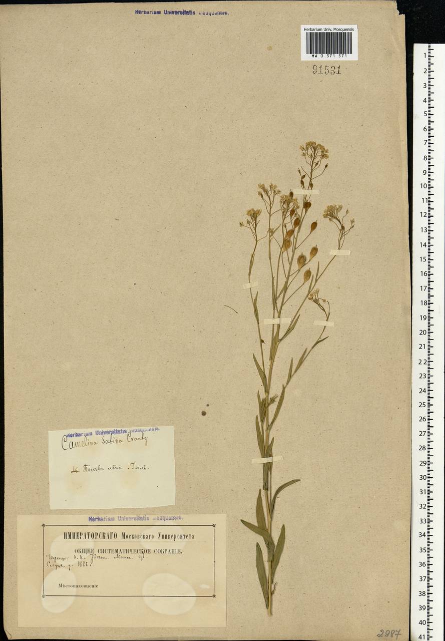 Camelina sativa (L.) Crantz, Eastern Europe, Belarus (E3a) (Belarus)