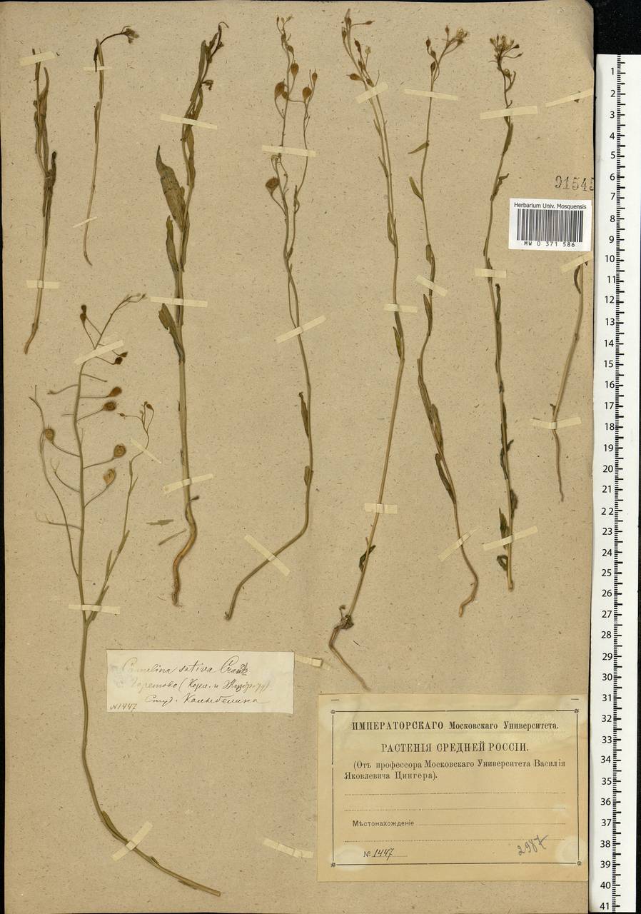 Camelina sativa (L.) Crantz, Eastern Europe, Central region (E4) (Russia)