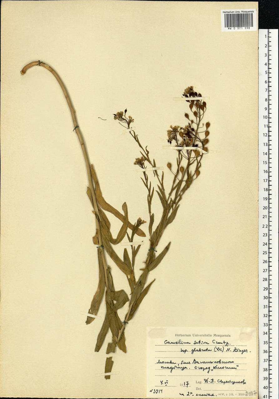 Camelina sativa (L.) Crantz, Eastern Europe, Moscow region (E4a) (Russia)