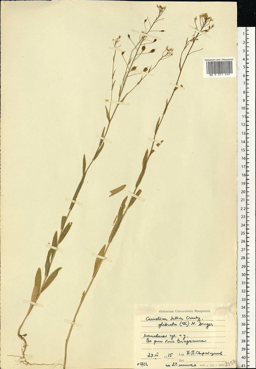 Camelina sativa (L.) Crantz, Eastern Europe, Moscow region (E4a) (Russia)