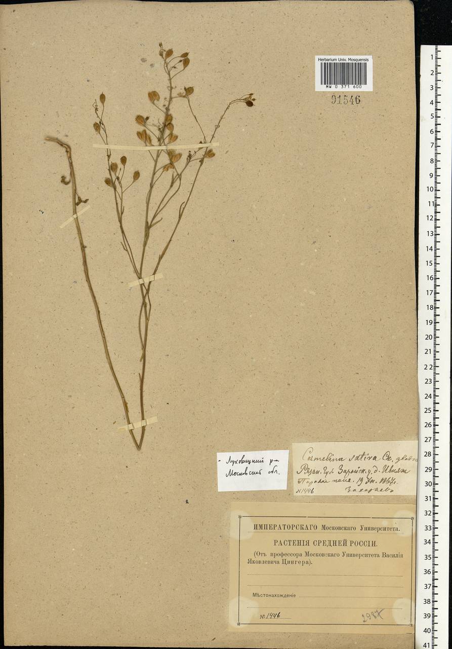 Camelina sativa (L.) Crantz, Eastern Europe, Moscow region (E4a) (Russia)