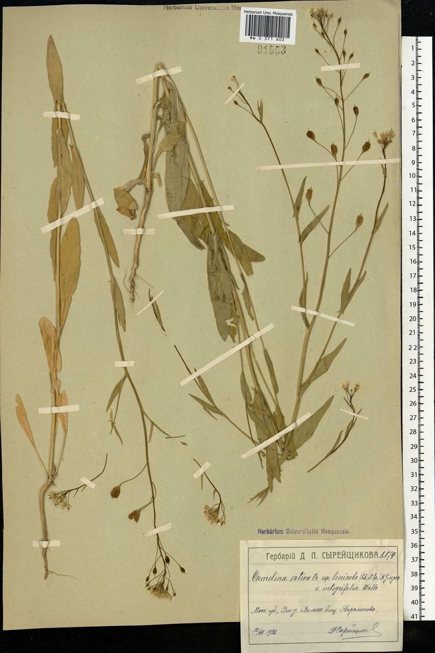 Camelina sativa (L.) Crantz, Eastern Europe, Moscow region (E4a) (Russia)