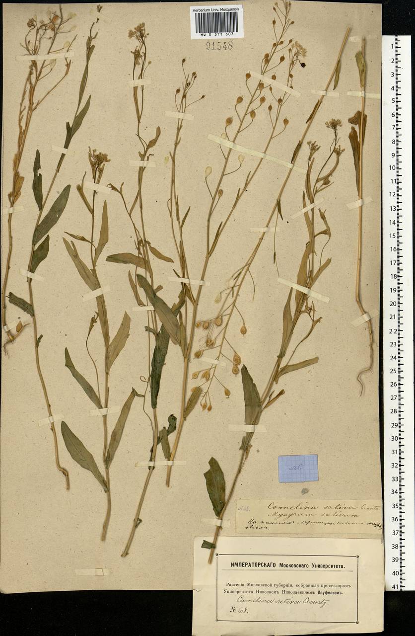 Camelina sativa (L.) Crantz, Eastern Europe, Moscow region (E4a) (Russia)