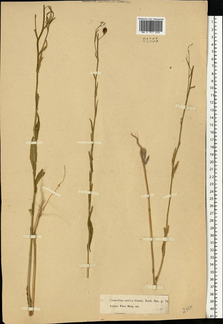 Camelina sativa (L.) Crantz, Eastern Europe, Moscow region (E4a) (Russia)