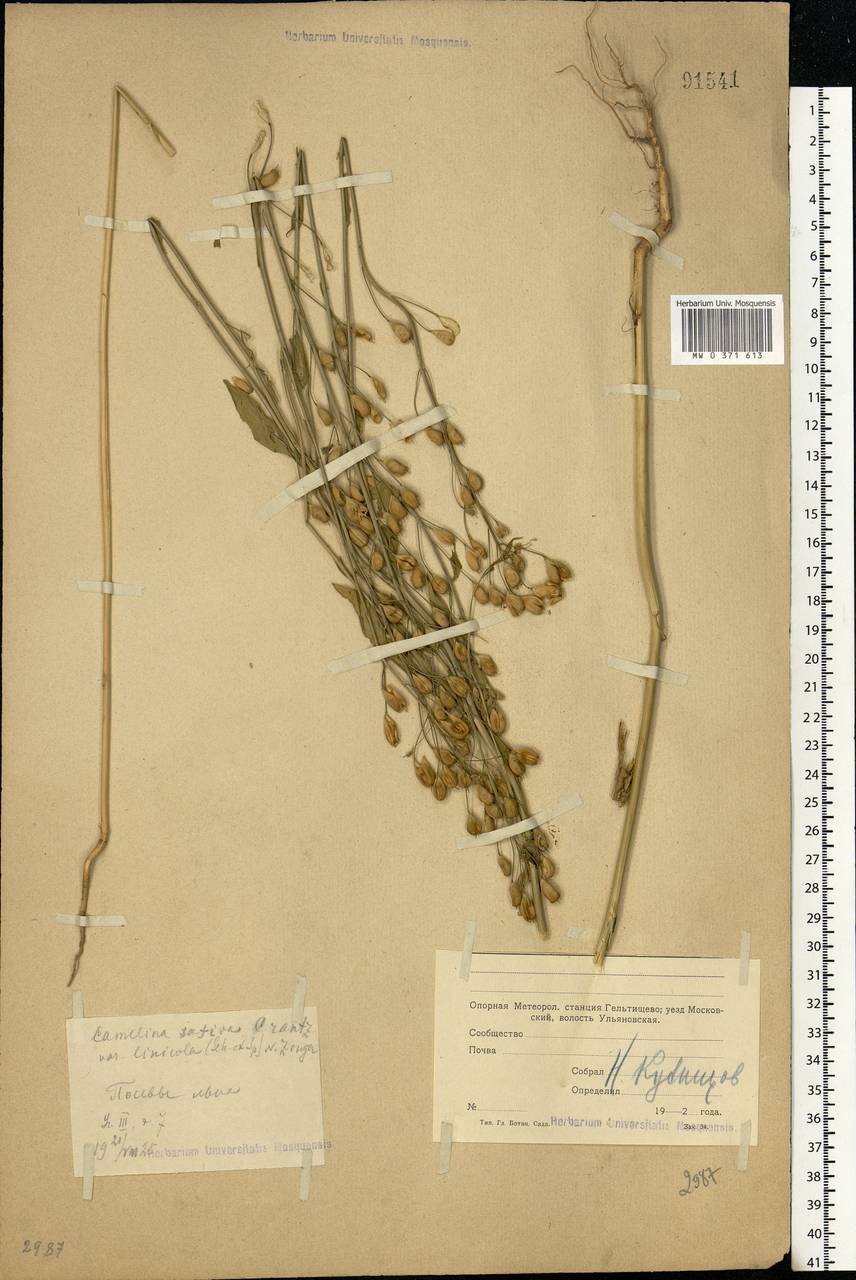 Camelina sativa (L.) Crantz, Eastern Europe, Moscow region (E4a) (Russia)