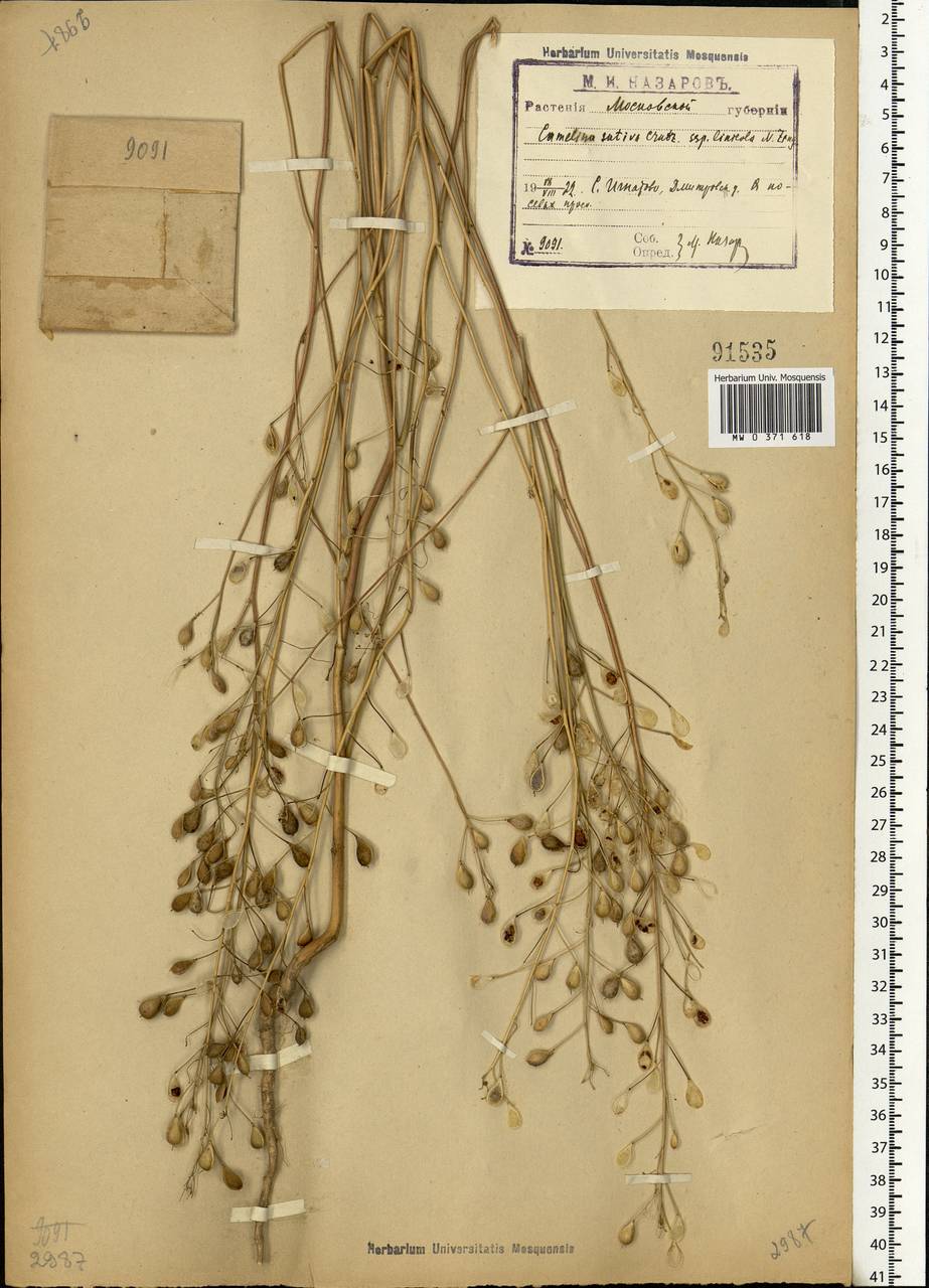 Camelina sativa (L.) Crantz, Eastern Europe, Moscow region (E4a) (Russia)