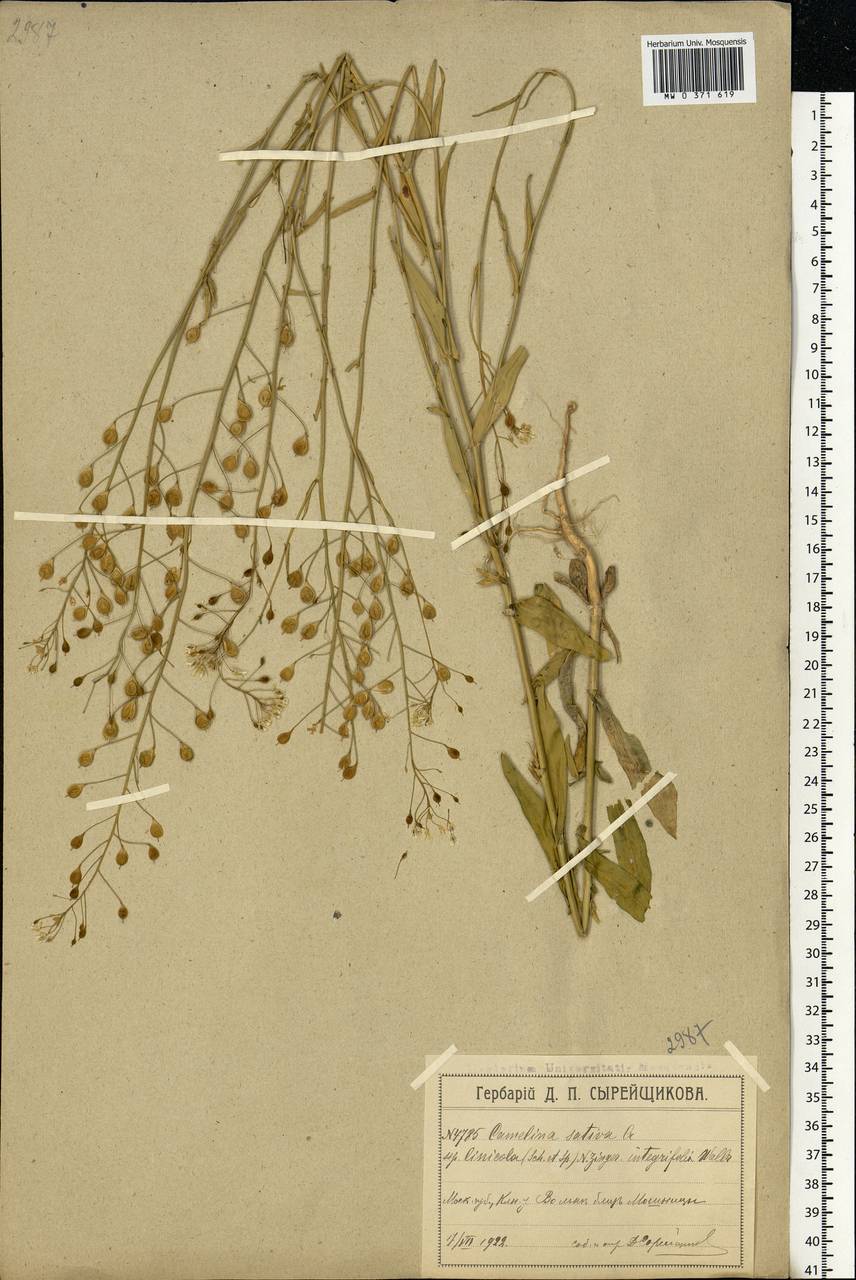 Camelina sativa (L.) Crantz, Eastern Europe, Moscow region (E4a) (Russia)