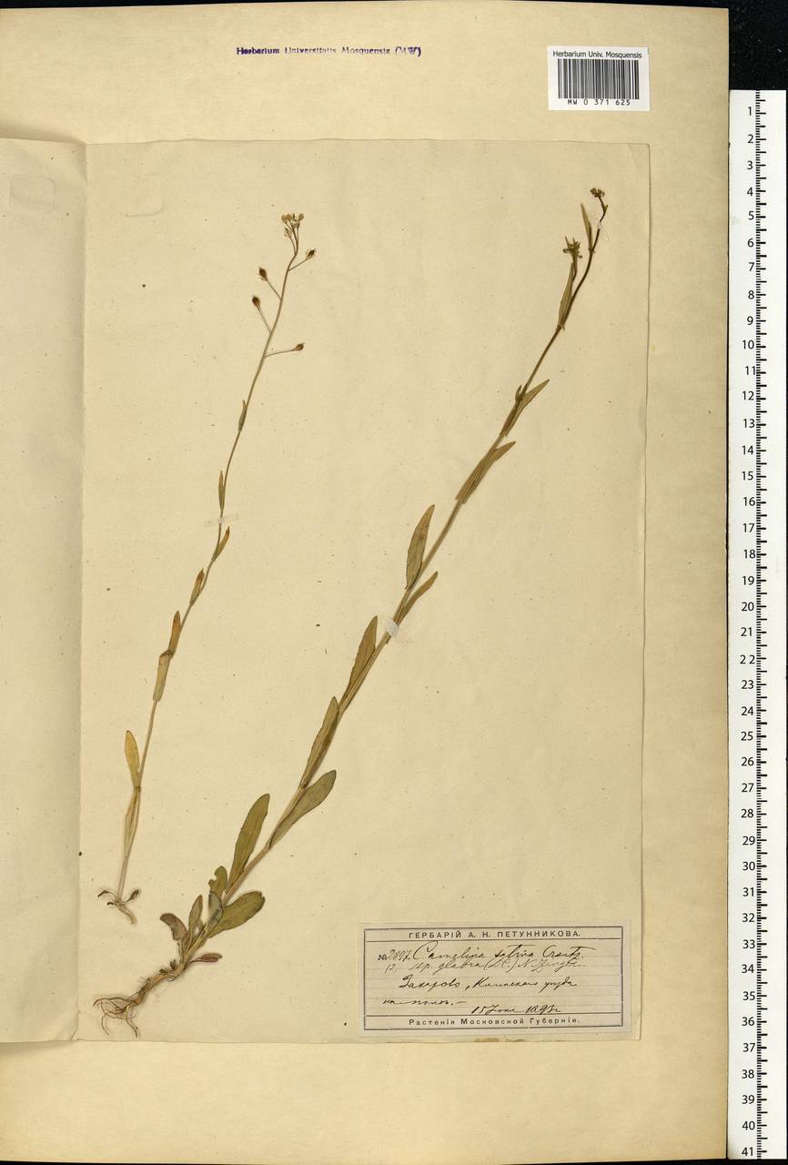 Camelina sativa (L.) Crantz, Eastern Europe, Moscow region (E4a) (Russia)