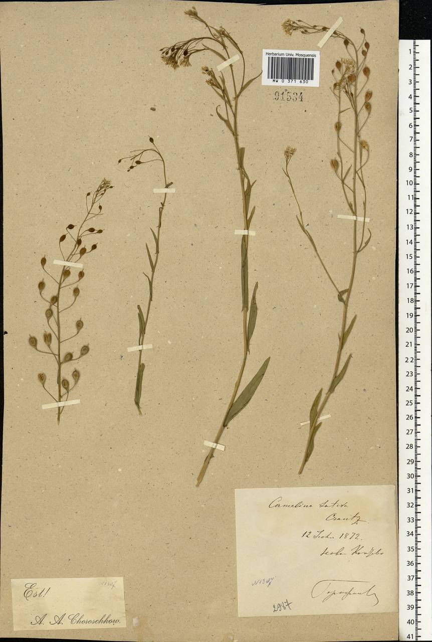 Camelina sativa (L.) Crantz, Eastern Europe, Moscow region (E4a) (Russia)